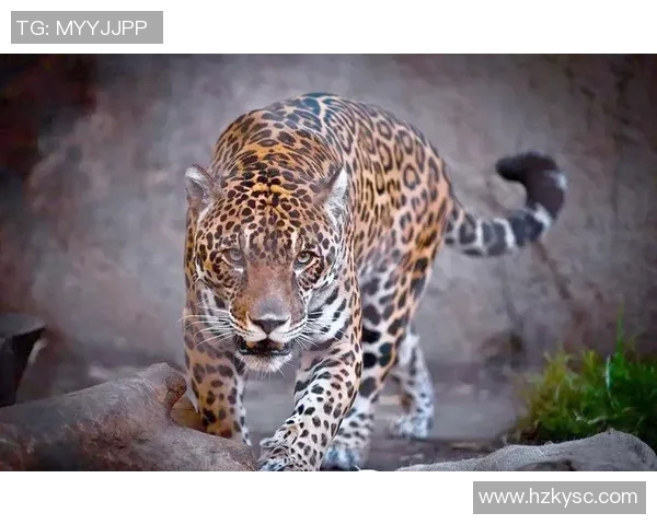 老虎大学与美洲狮子激烈对决谁将赢得这场精彩的较量